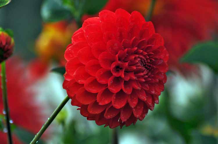 flower closeup